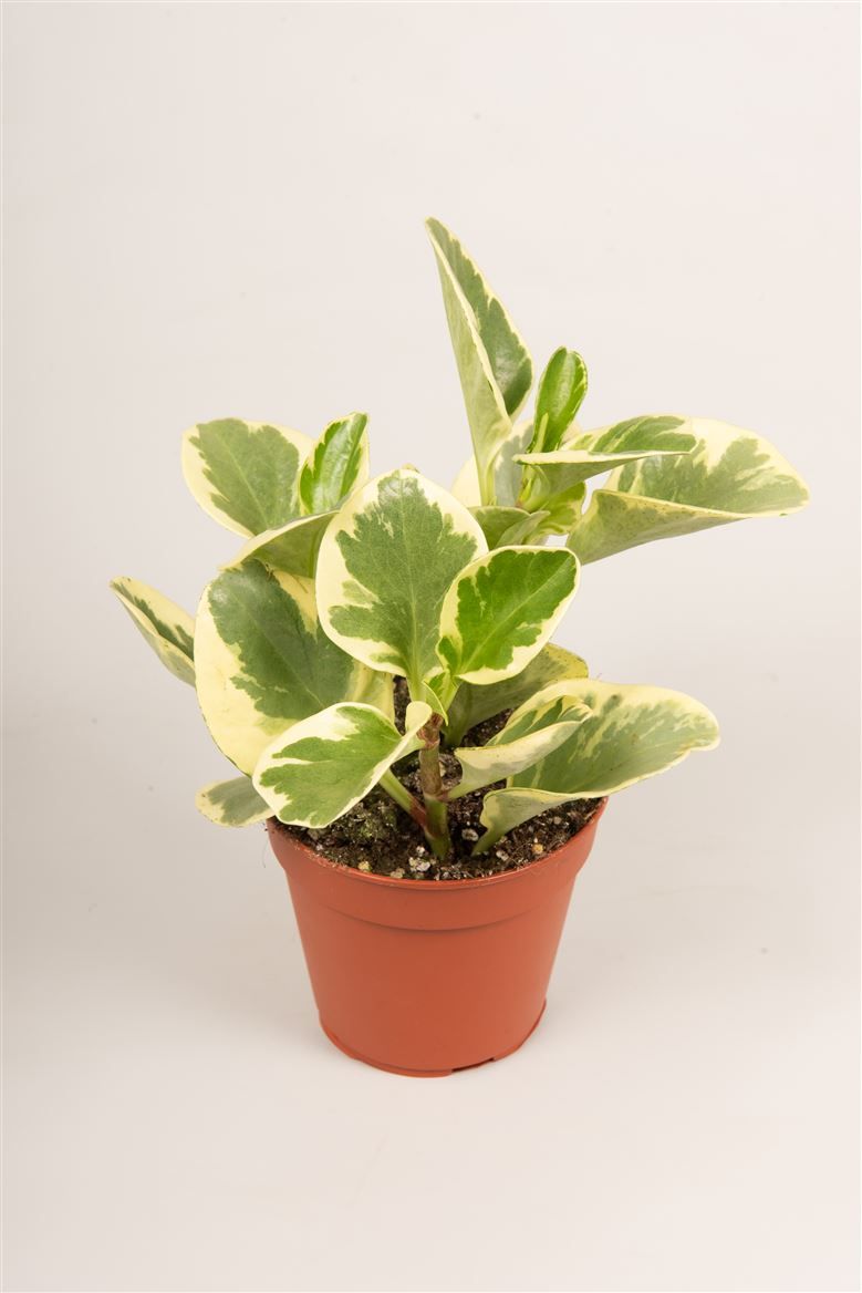 Peperomia obt. U. S. A., D 12