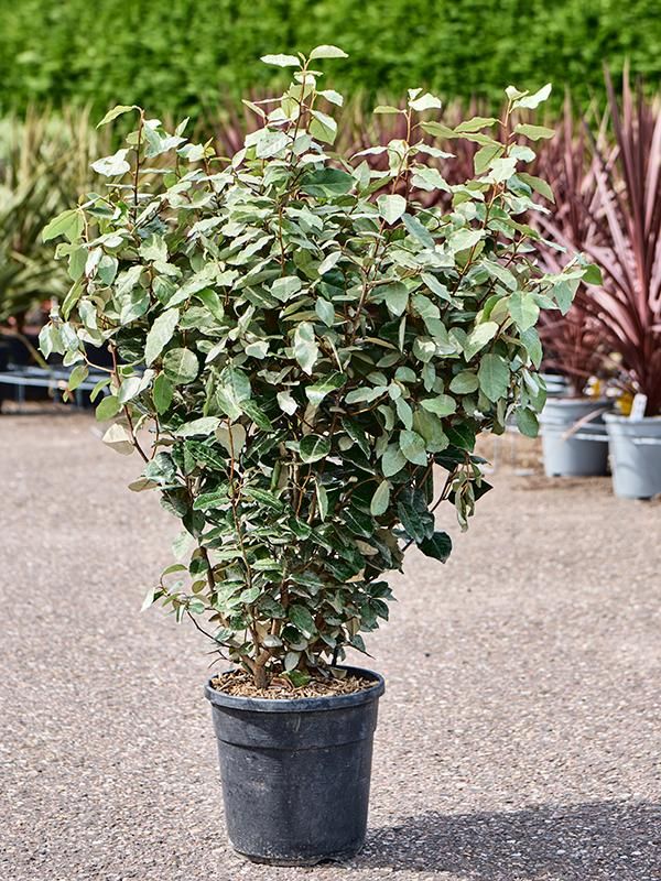 Elaeagnus ebbingei 'Compacta', D 24