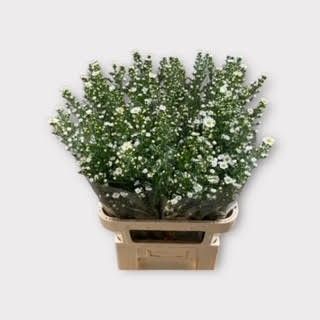 Астер Монте Казино Импрувд 90, шт.