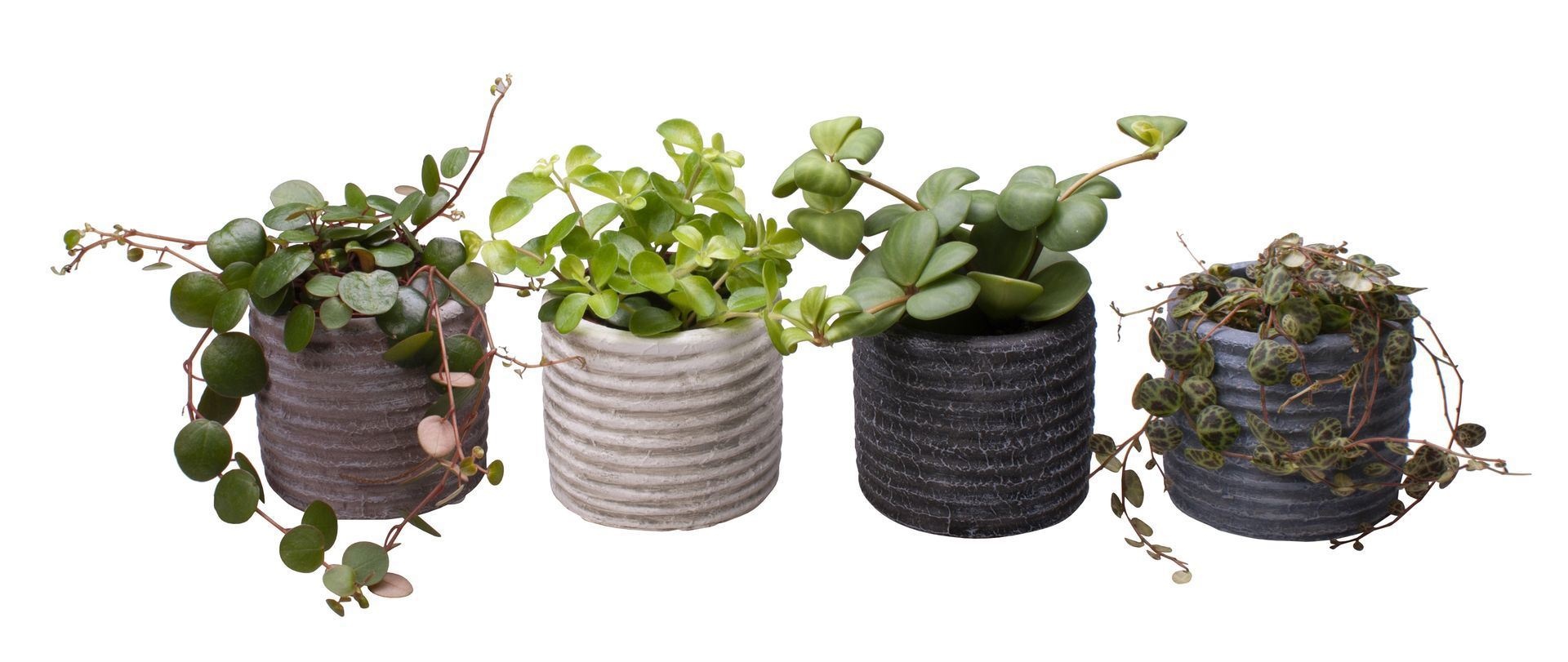 L 65471 with Peperomia hanging Mix, D 6