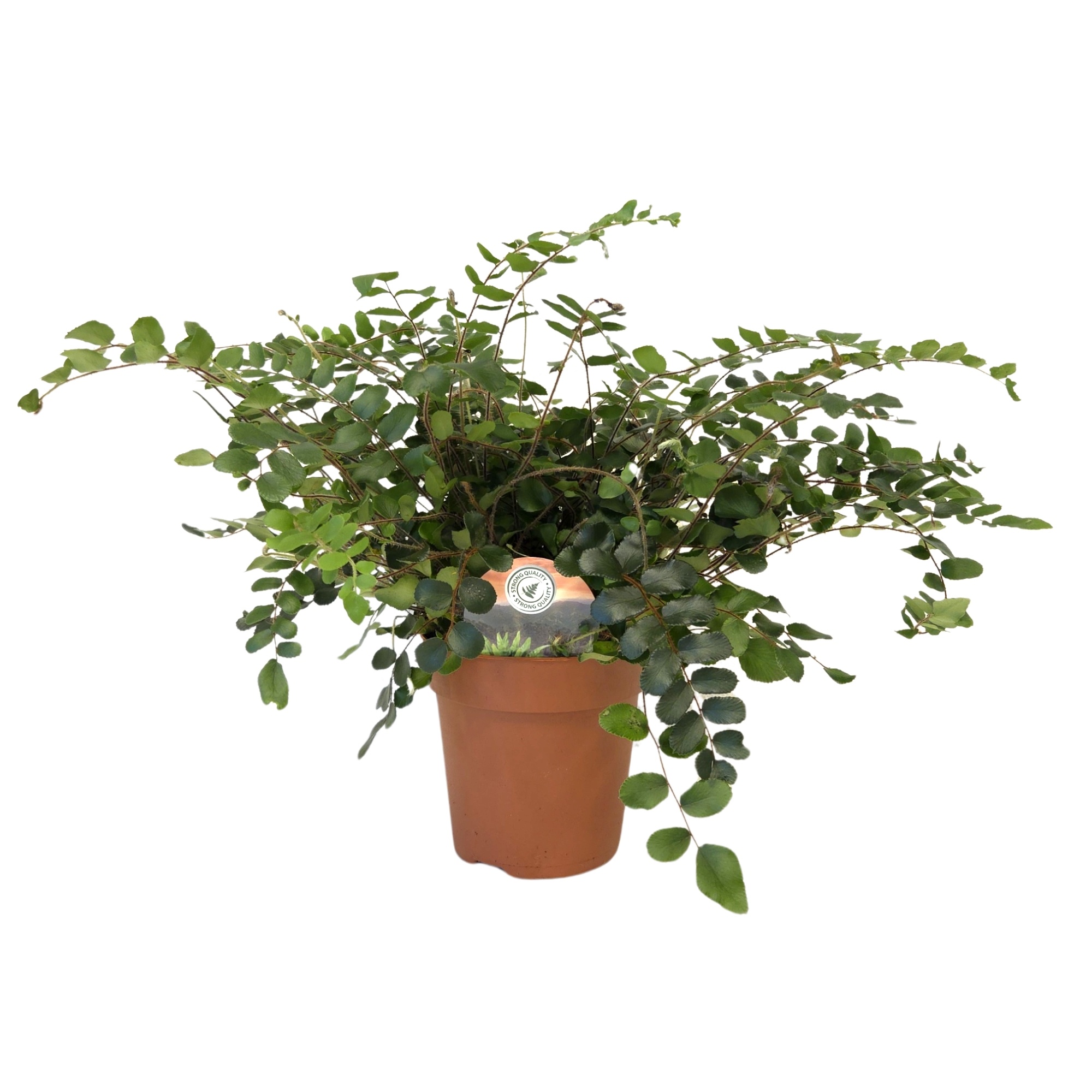 Pellaea rotundifolia, D 12