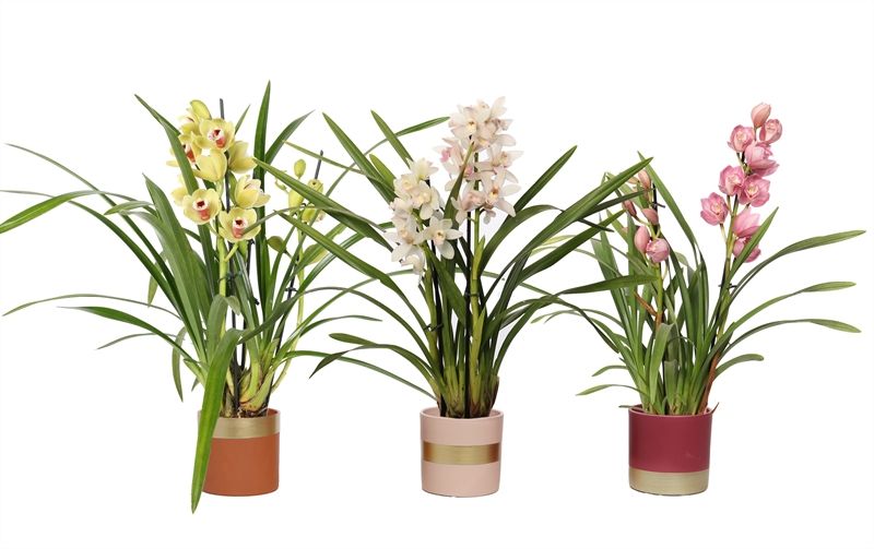 Dolomite p12 Horizon nude mix Cymbidium mix 2T10+, D 12 cm