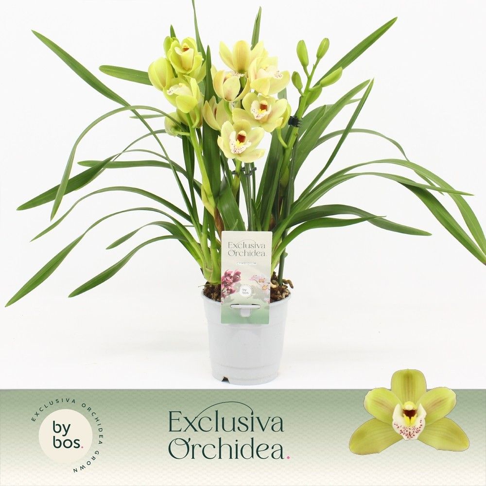 Cymbidium, Wild Anna Compact 3-spike 'Exclusiva Orchidea', D 12