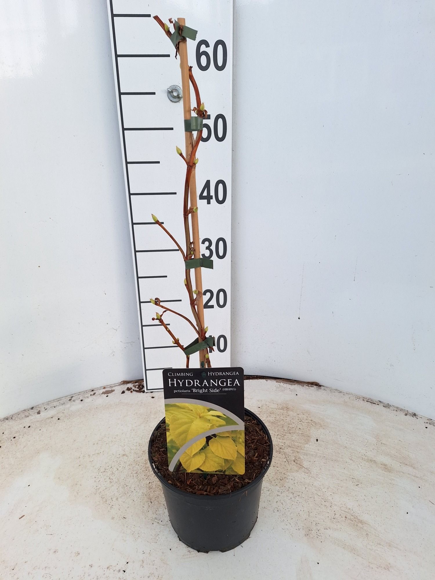 Hydrangea petiolaris Bright Side PBR, D 17