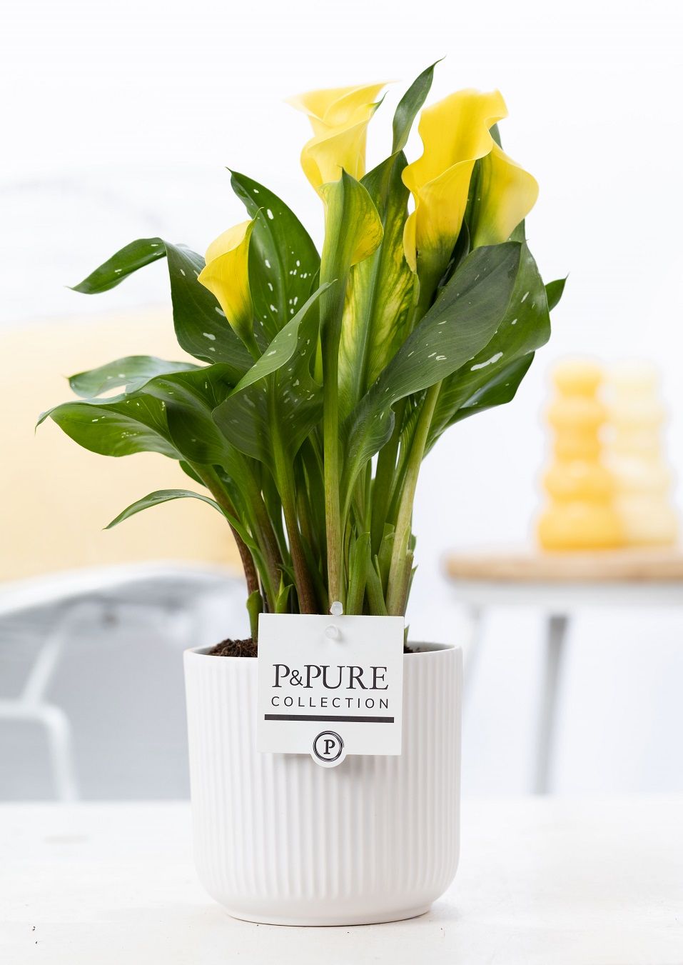 Zantedeschia yellow in P&PURE Sophie ceramics white, D 12