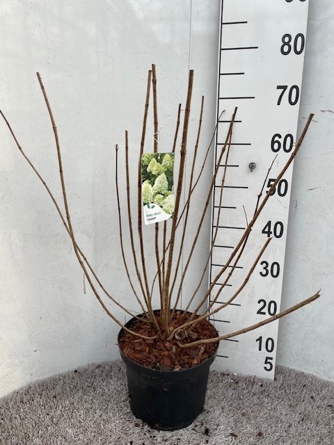 Hydrangea pan. Limelight 40-50 P23 C5, D 23