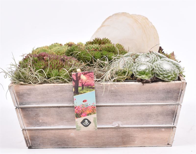 Hout Schaal 26x25xhoog 10cm, D 26