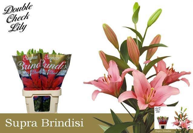Лилия Бриндизи 85, шт.