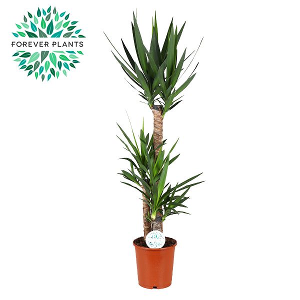 Yucca p24, 90+45+20 (2+ KOP), D 24
