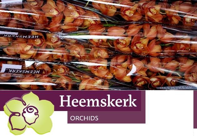 Цимбидиум Майти Браун Аранчиа 80 (корич.) x6, шт.