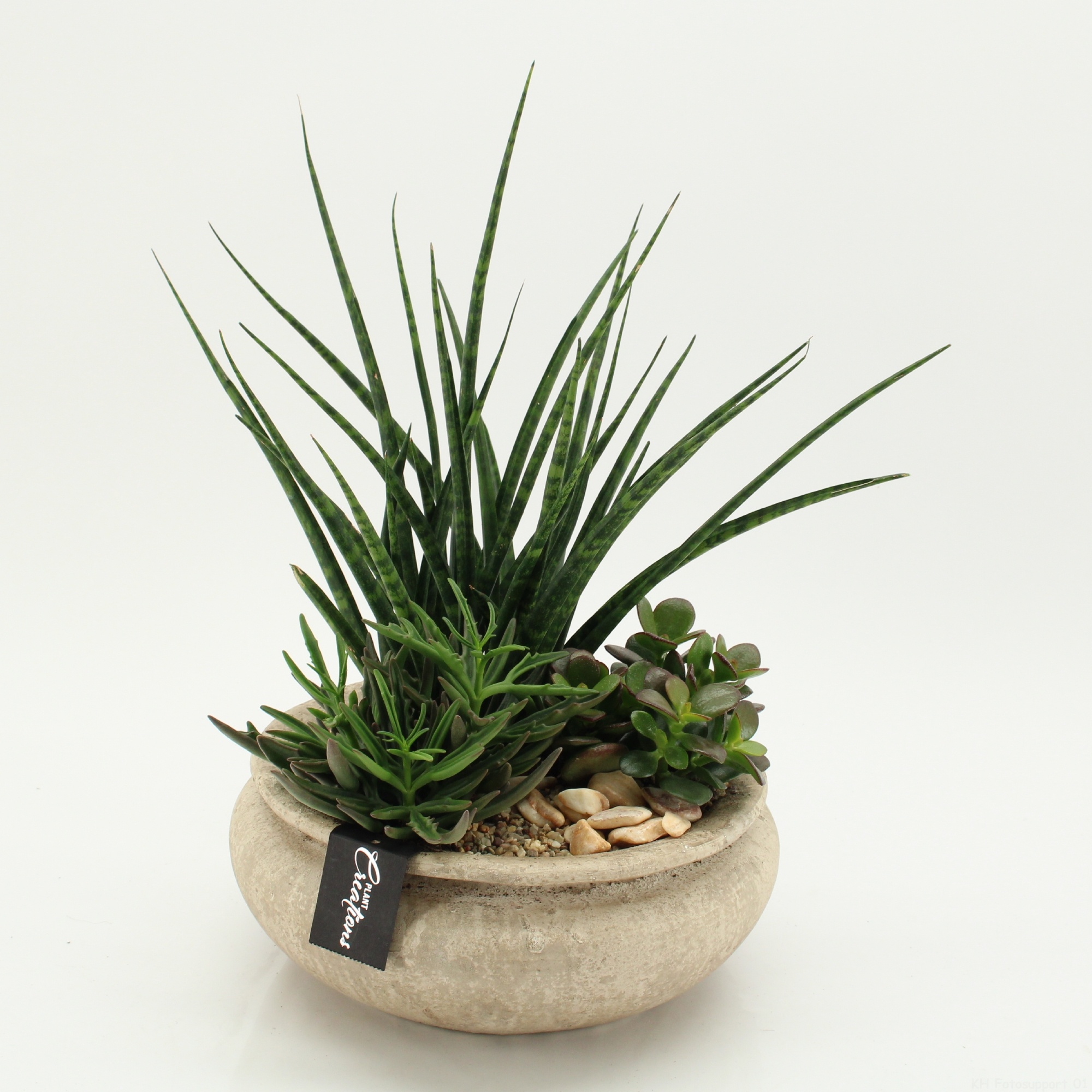 SUCR-2630 Succulent Essentials, D 25