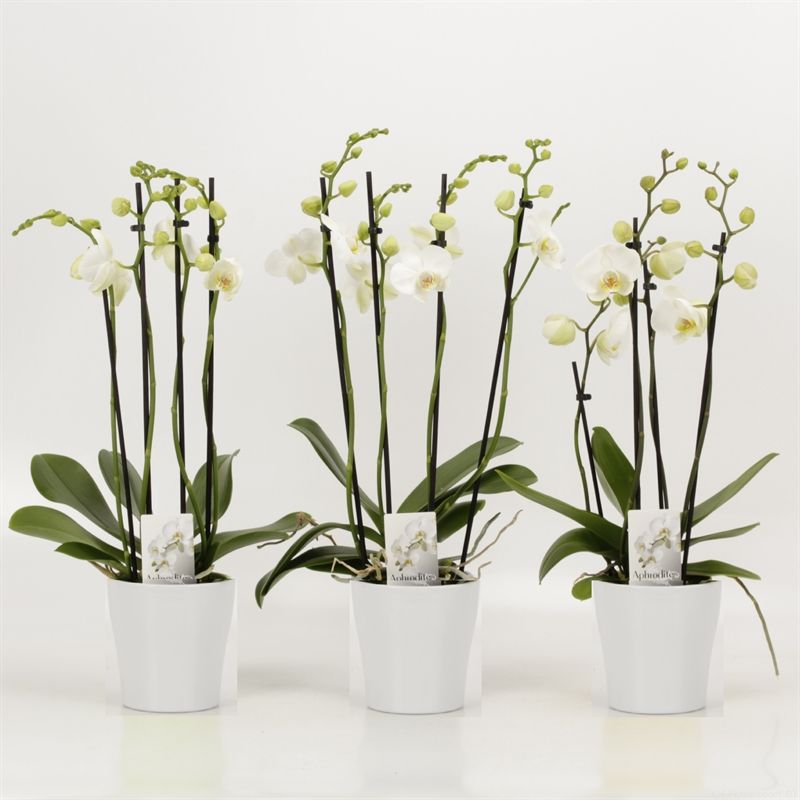 Phalaenopsis overig wit 4 tak wit in wit keramiek, D 12