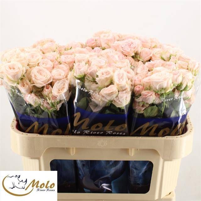 Роза куст. Бомбастик 70, шт.