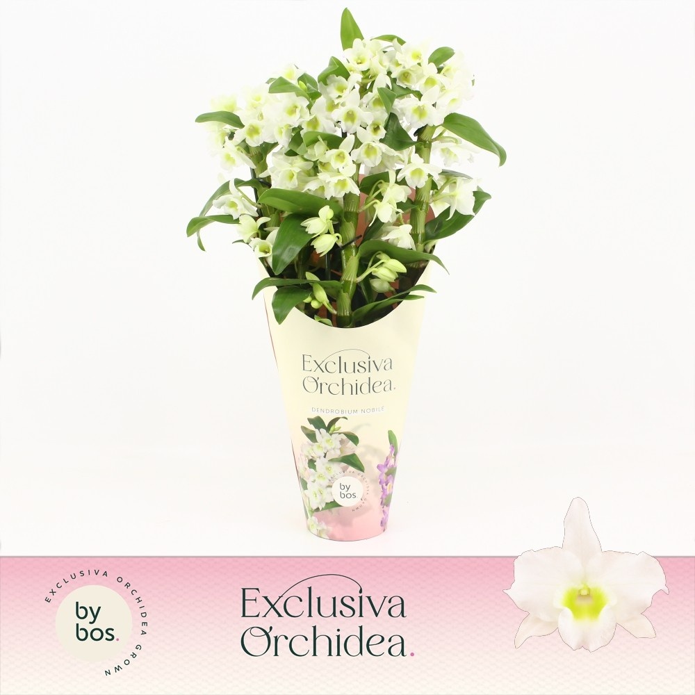 Dendrobium Nobilé, Apollon 4-spike 'Exclusiva Orchidea' Potcover, D 12