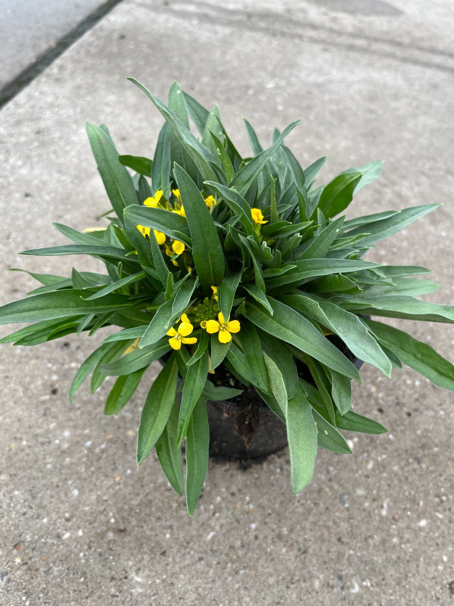 Erysum geel 13cm, D 13