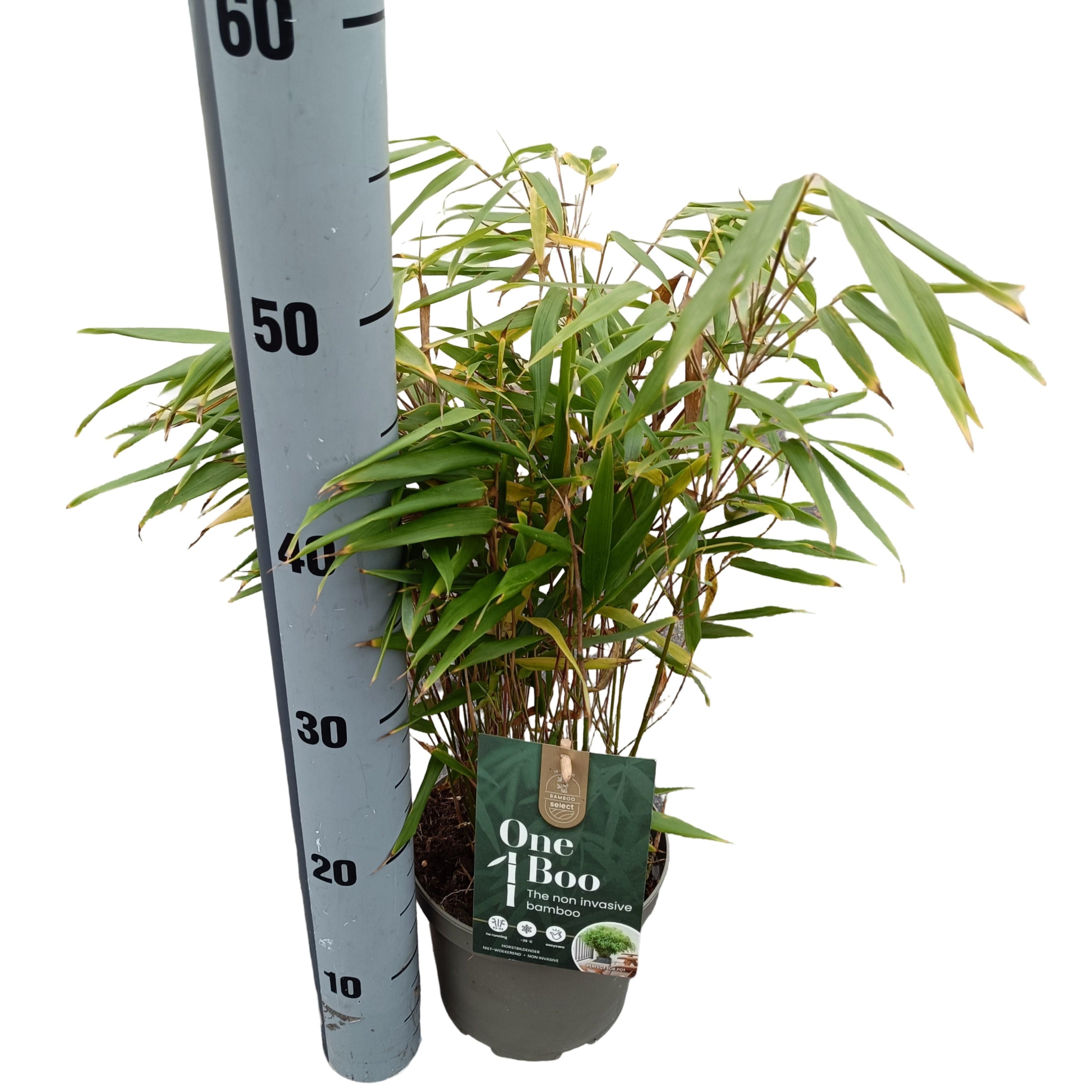 Fargesia robusta 'Formidable' C2, D 17