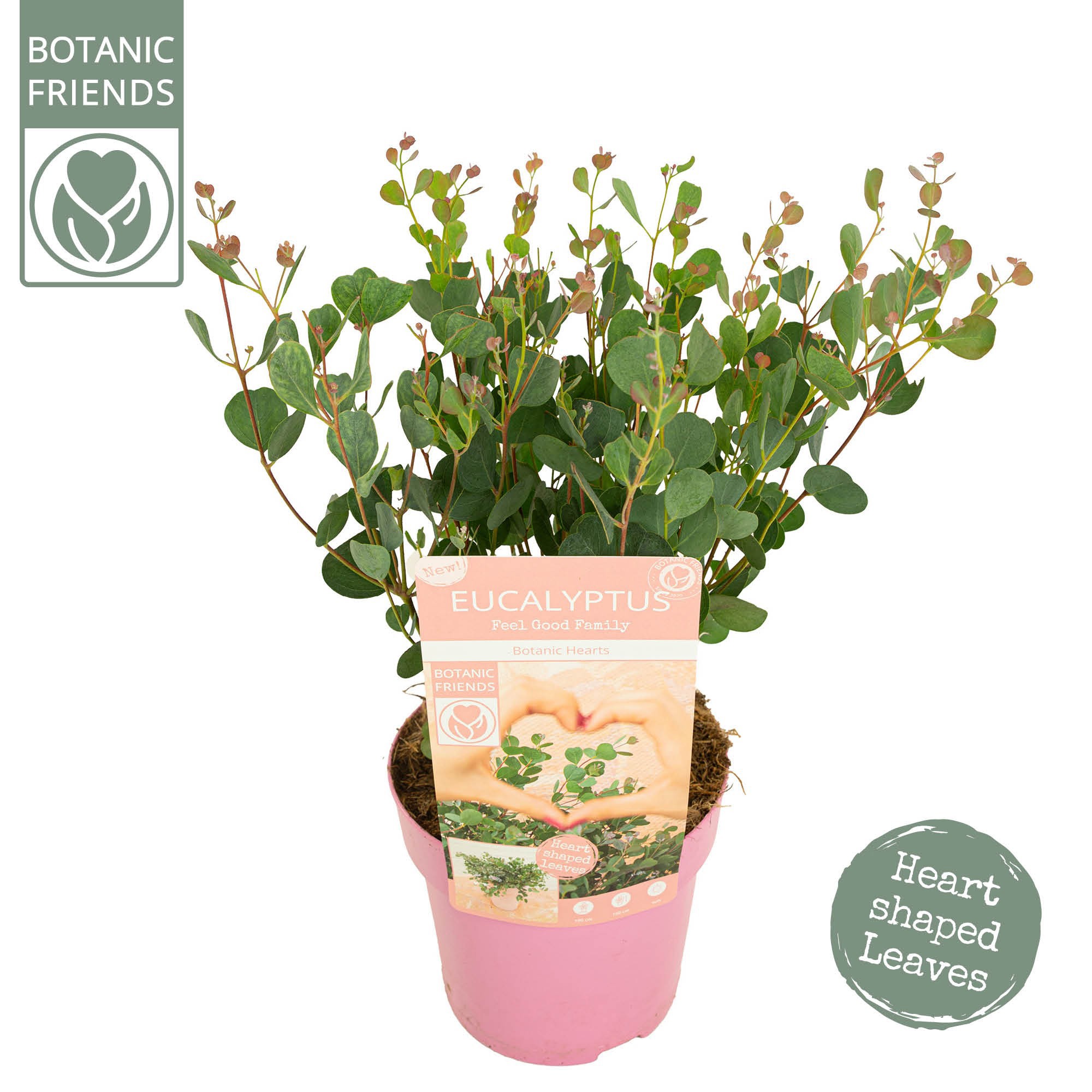 Eucalyptus websteriana 'Botanic Hearts', D 15 cm