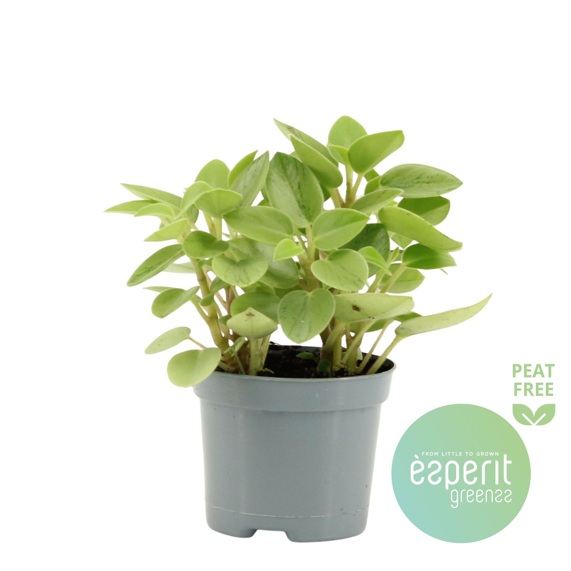 Peperomia Pixie variegated Lime, D 8,5