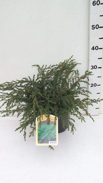 Juniperus communis 'Repanda', D 19
