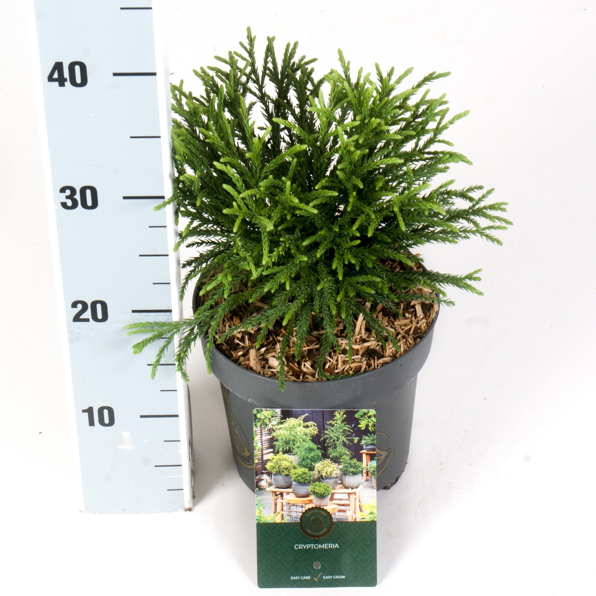 Cryptomeria j. 'Little Champion', D 23