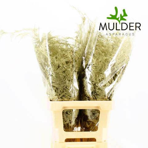 Аспарагус Овериг Крашеный (краш. ) 65, шт.