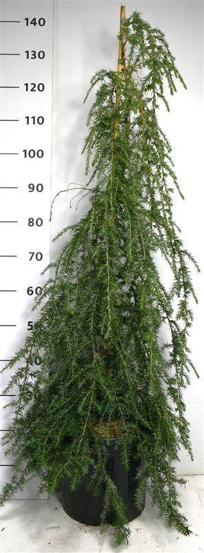 Tsuga can. 'Pendula', D 32 cm
