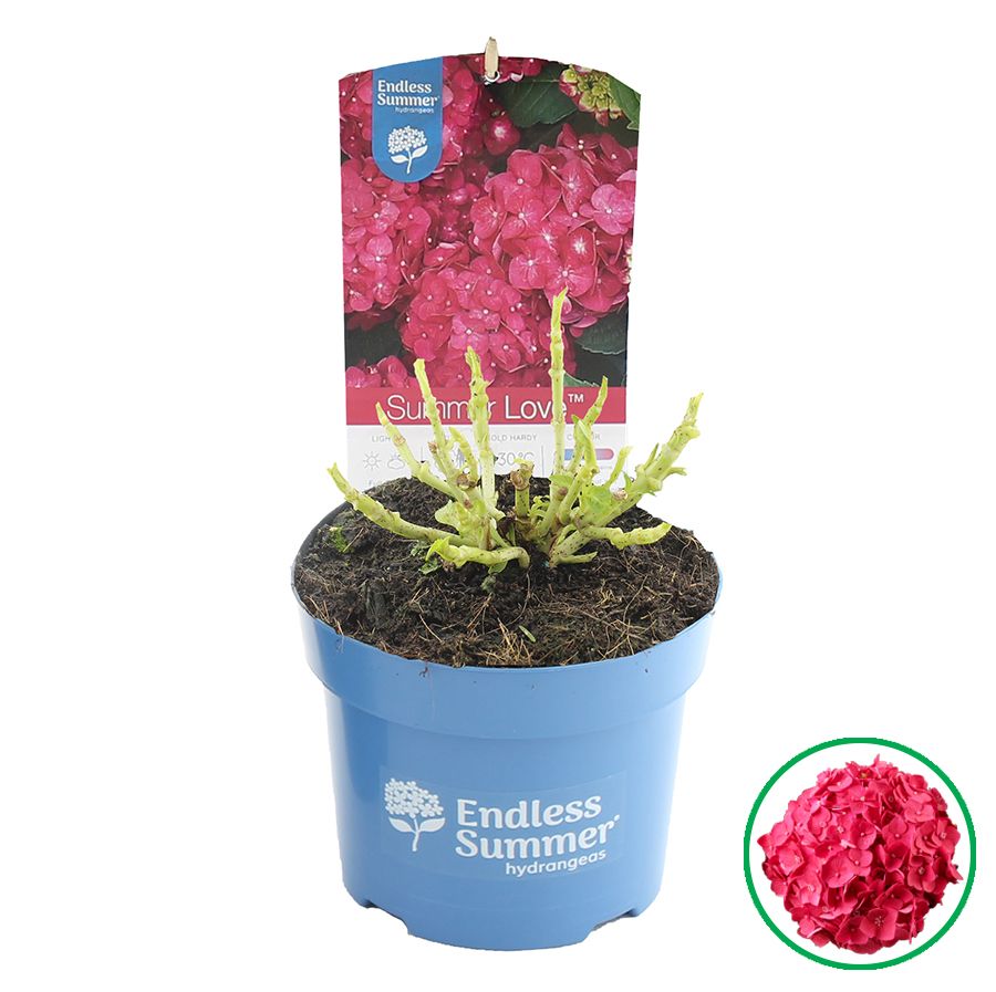 Hydrangea macr. Endless Summer® 'Summer Love' Rood C2 (17cm.), D 17