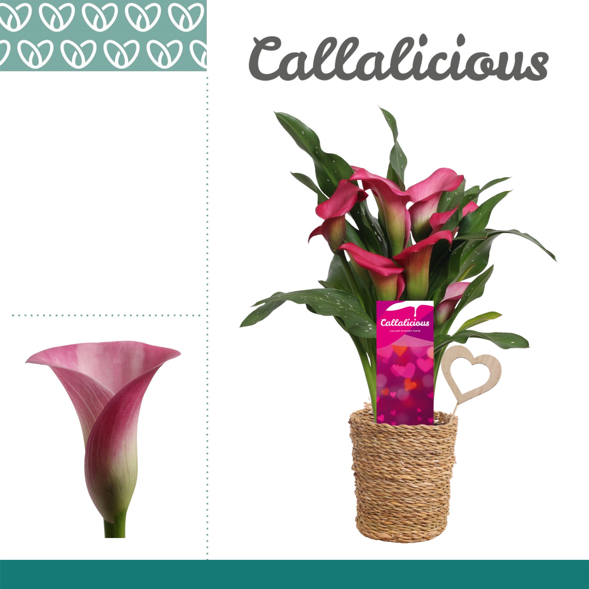 Zantedeschia (Calla) Roze in Ompot Ruby LOVE, D 12