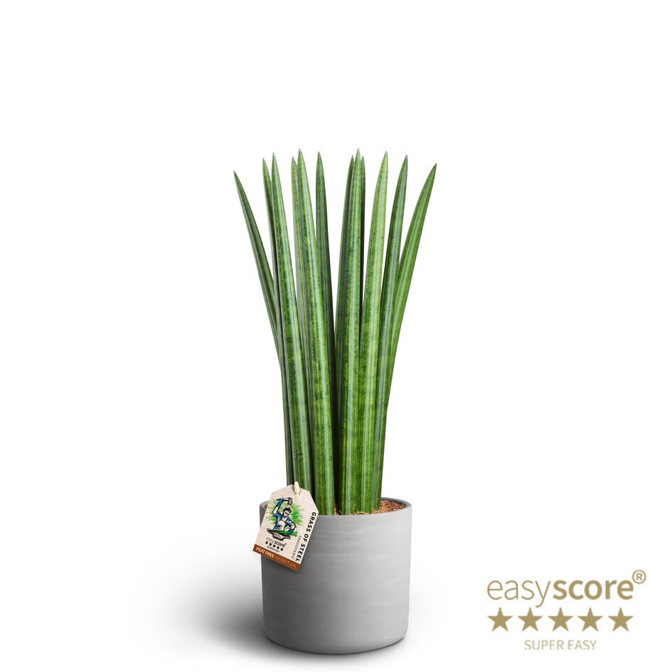 Raw Grey, Sansevieria ´Straight´, D 19