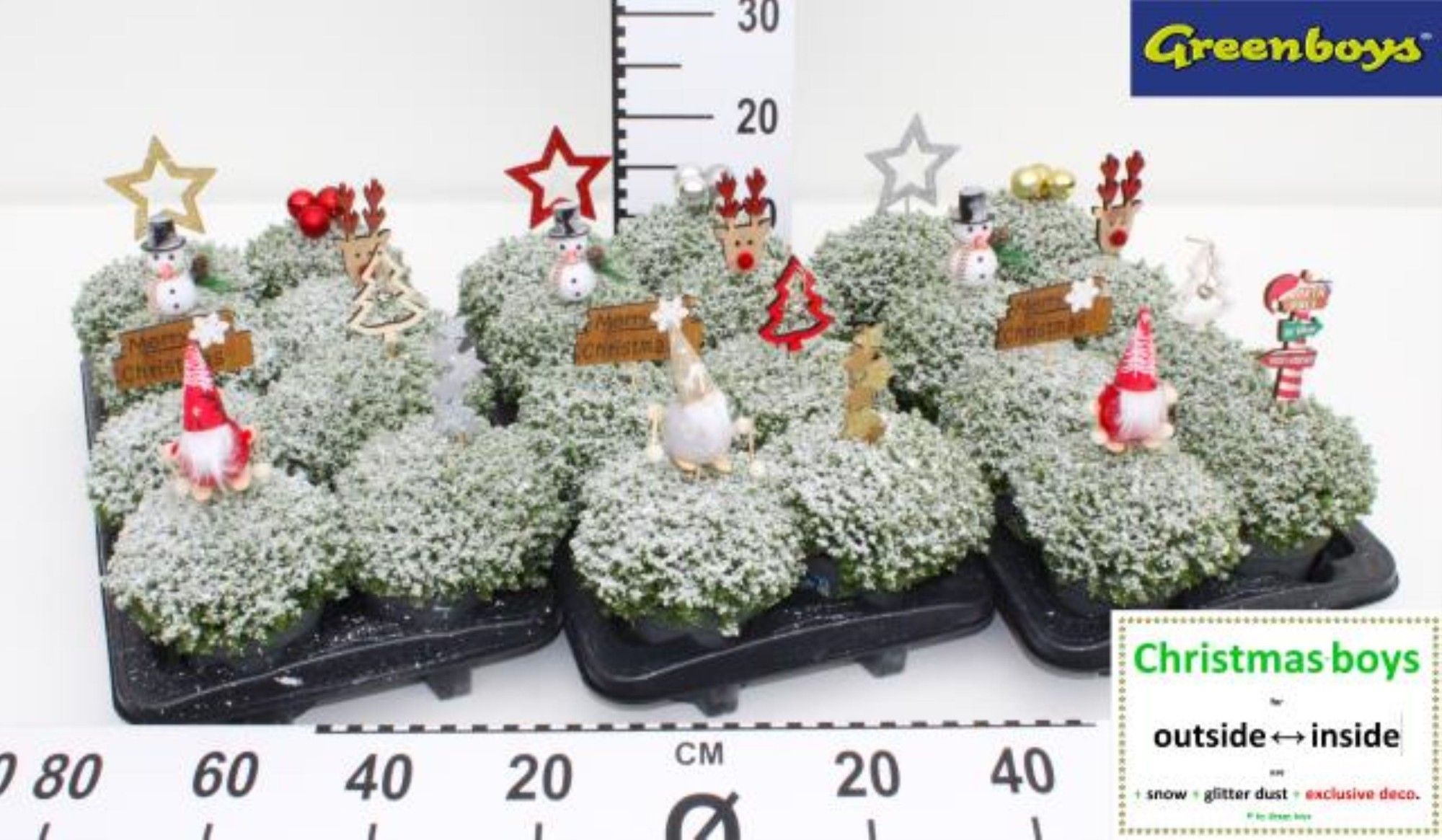 Hebe Hybrid 'Christmas Boys' met sneeuw, glitter & decoratieve stekker, D 12