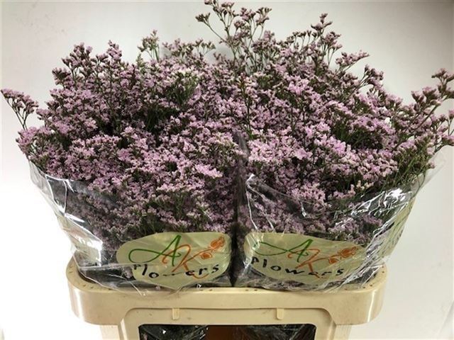 Лимониум Сафора Оши Пинк 80, шт.