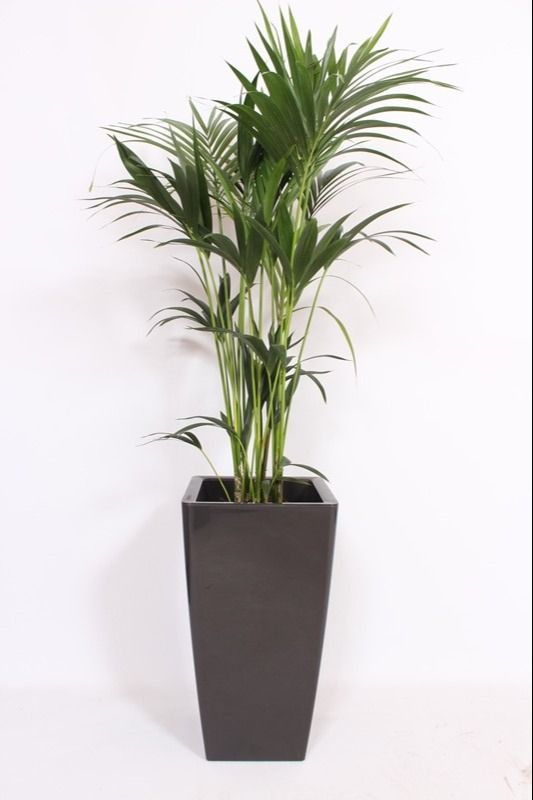 Howea Forsteriana in Piza pot "antraciet", D 33