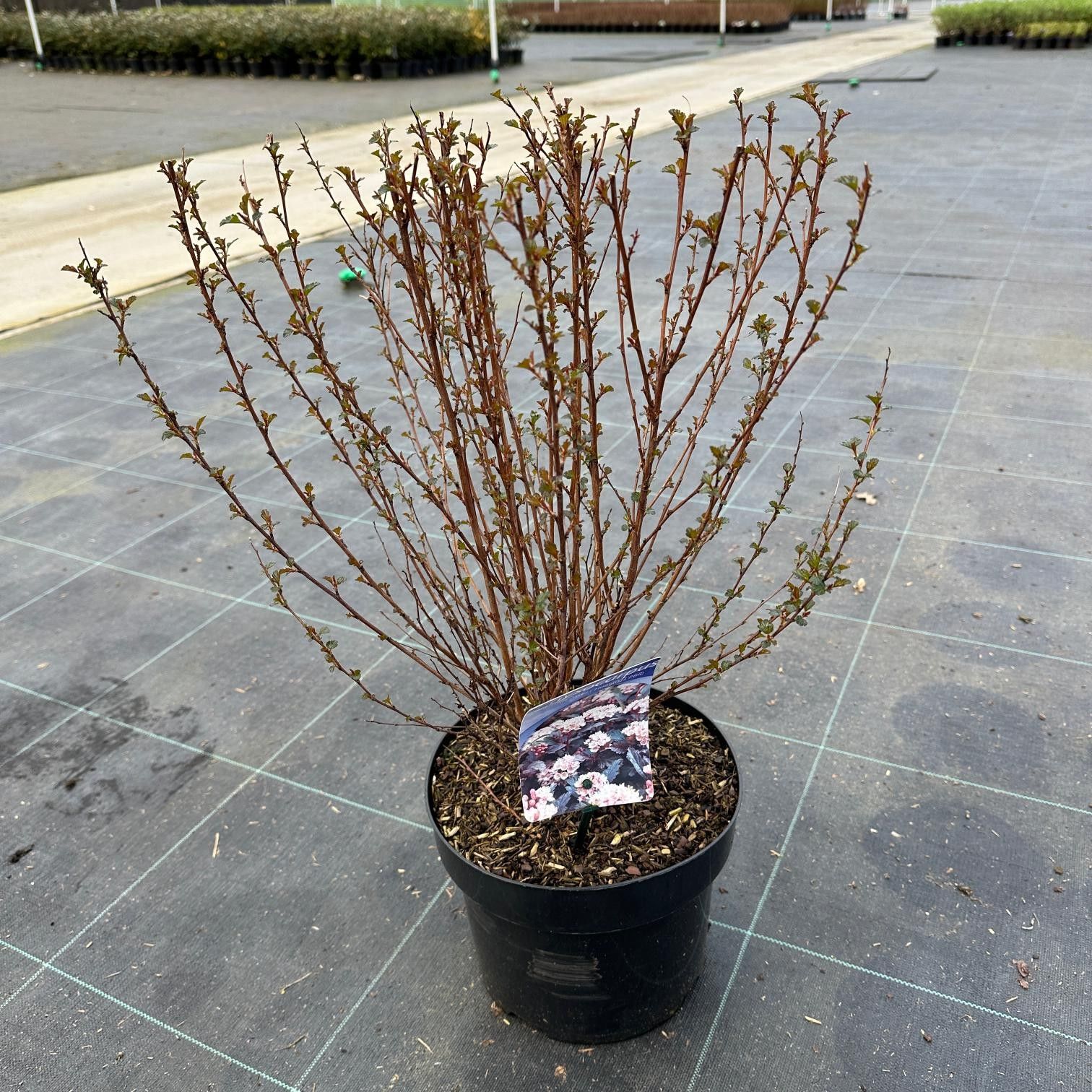 Physocarpus opulifolius Little Joker ('Hoogi021'PBR), D 23