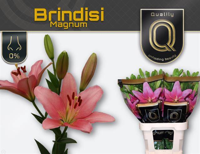 Лилия Бриндизи (светло-роз.) 90, шт.