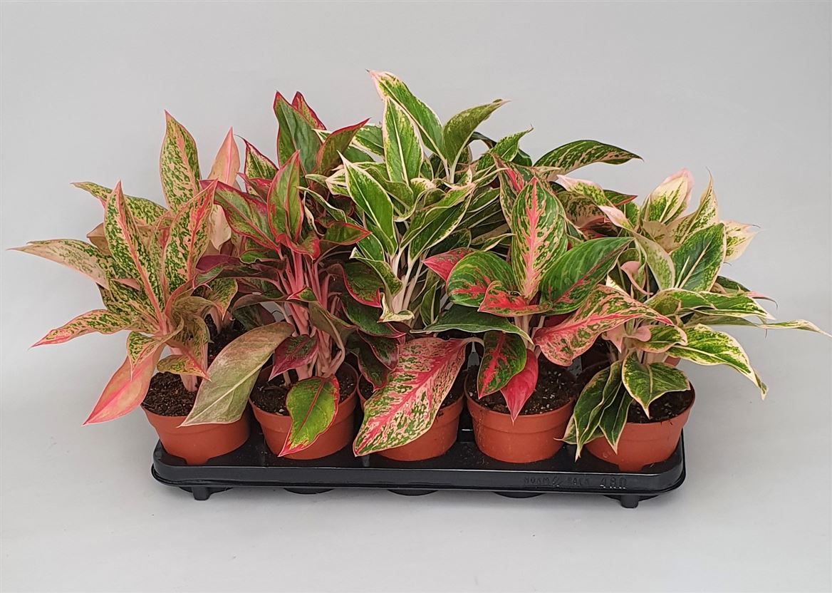 Aglaonema gemengd Luxe, D 12