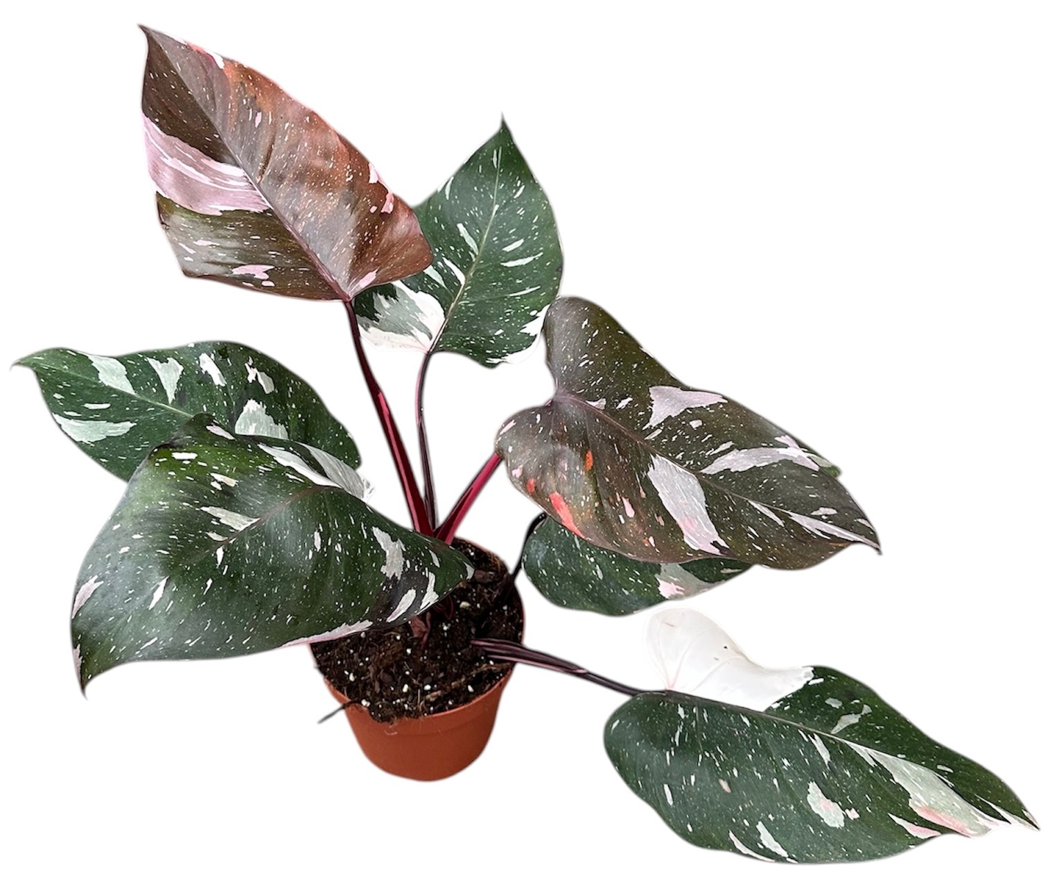 Philodendron Red Anderson Pink, D 14