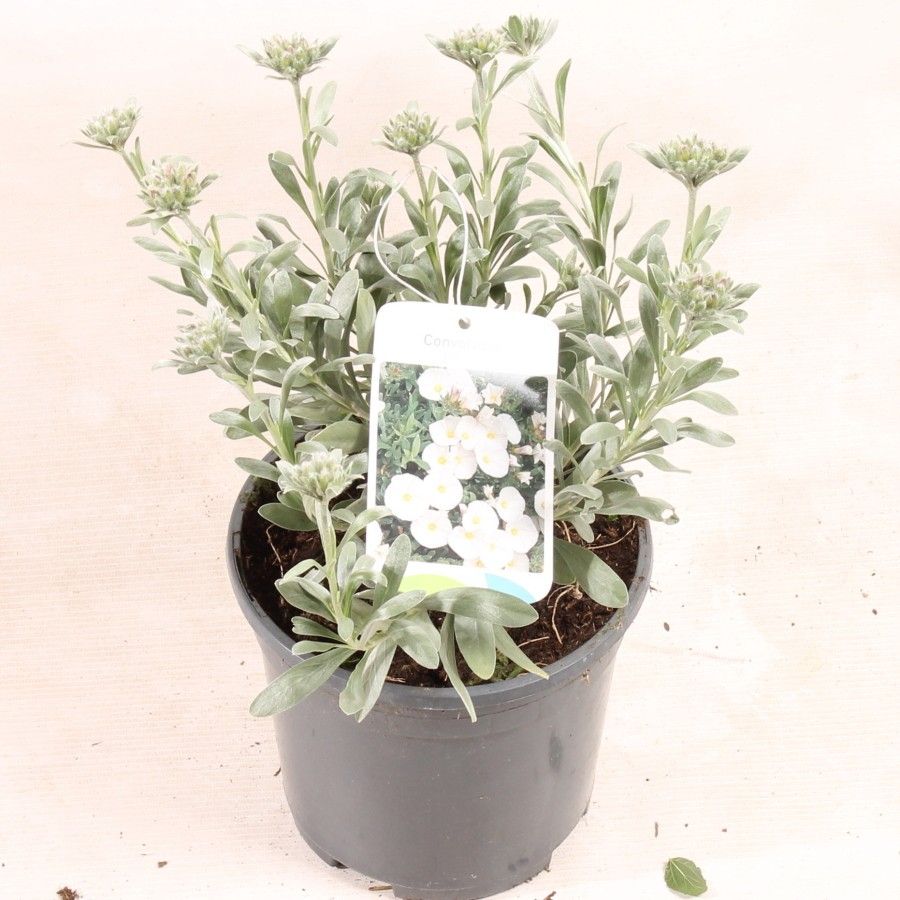 Convolvulus cneorum, D 17