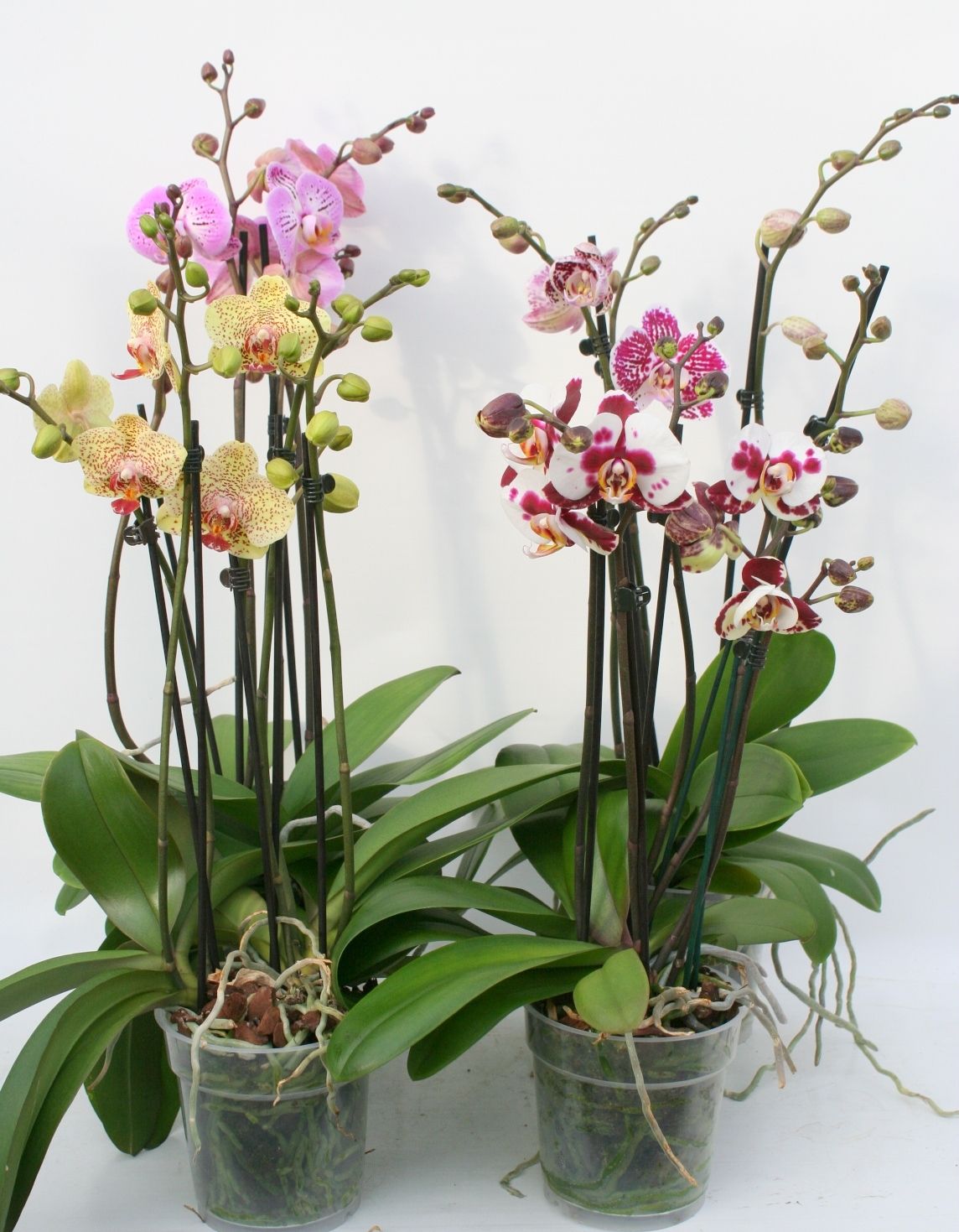 Phal. 3-4 tak Mix 'Two of Us', D 12