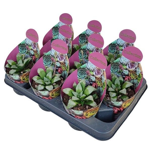 HAWORTHIA MUTICA 'BYAKUYA' - POT Ø 10,5 - COLLECTION WITH POTCOVER (SUCCULENTEN), D 10,5