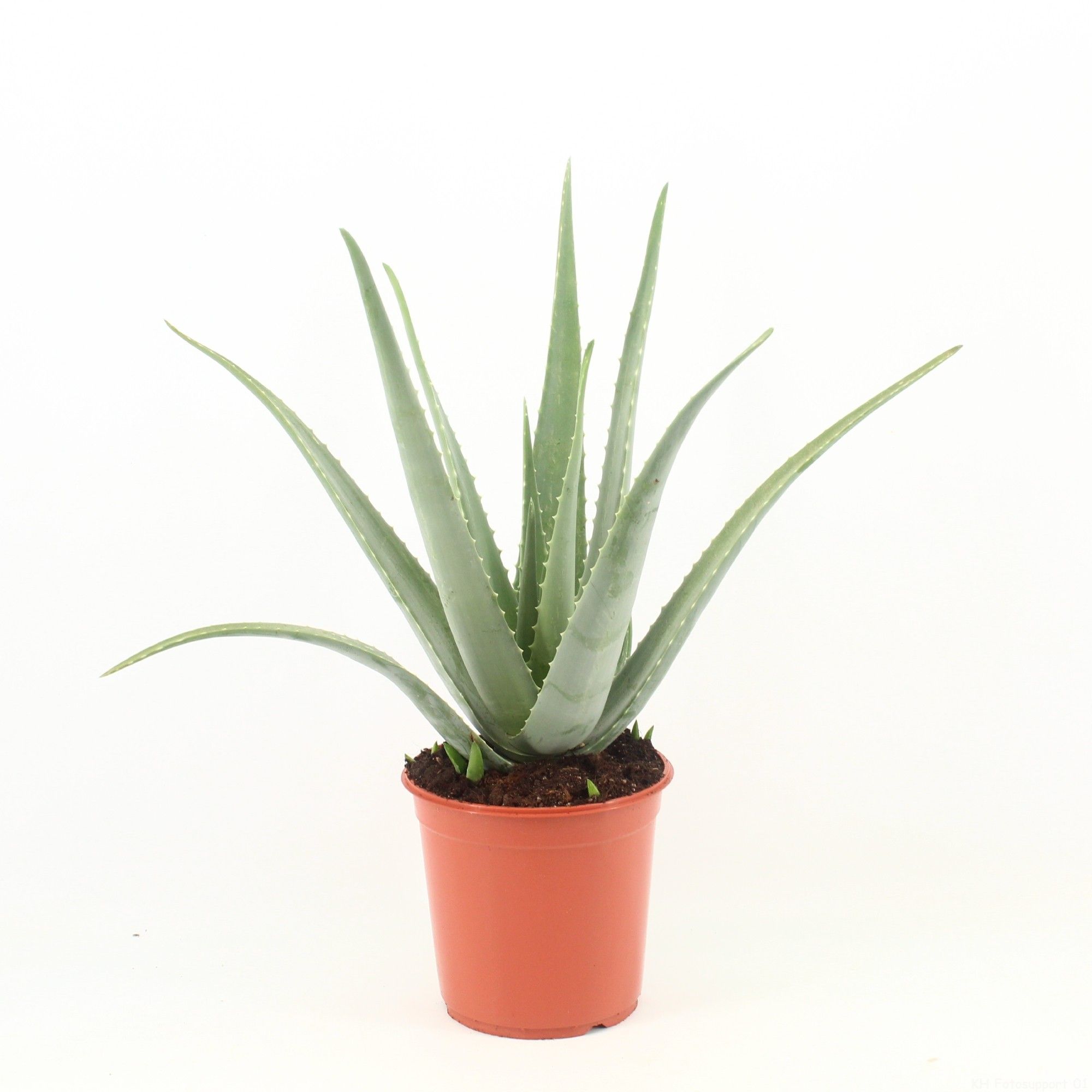 Aloe Vera P24 zonder kwekersetiket, D 24