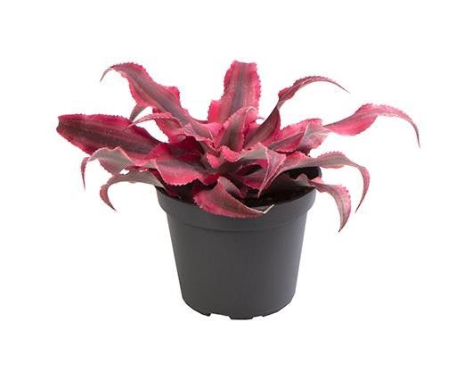 CRYPTANTHUS BIVITTATUS 'SUPER PINK', D 6 cm