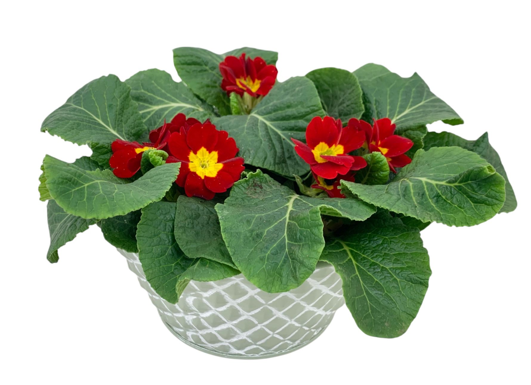 Ruitjes Groen Zink 3xprim op kleur 661, D 16