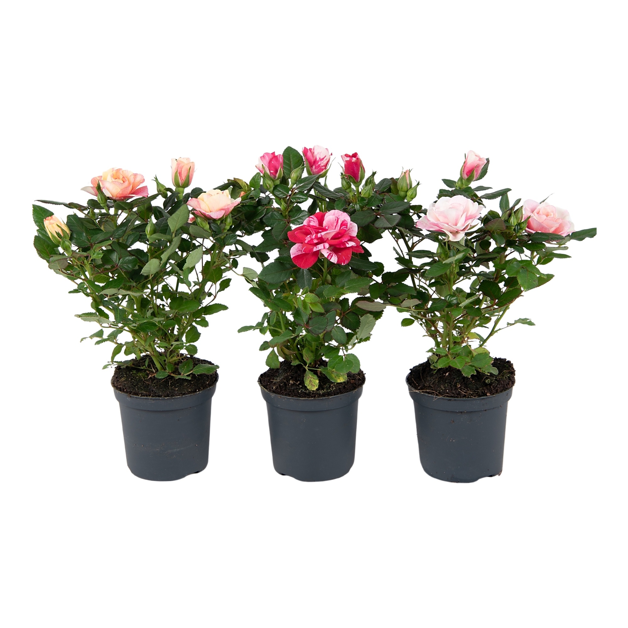 Nolina Special Roses Ø 7 cm. Special Mix blanco sleeve, D 7