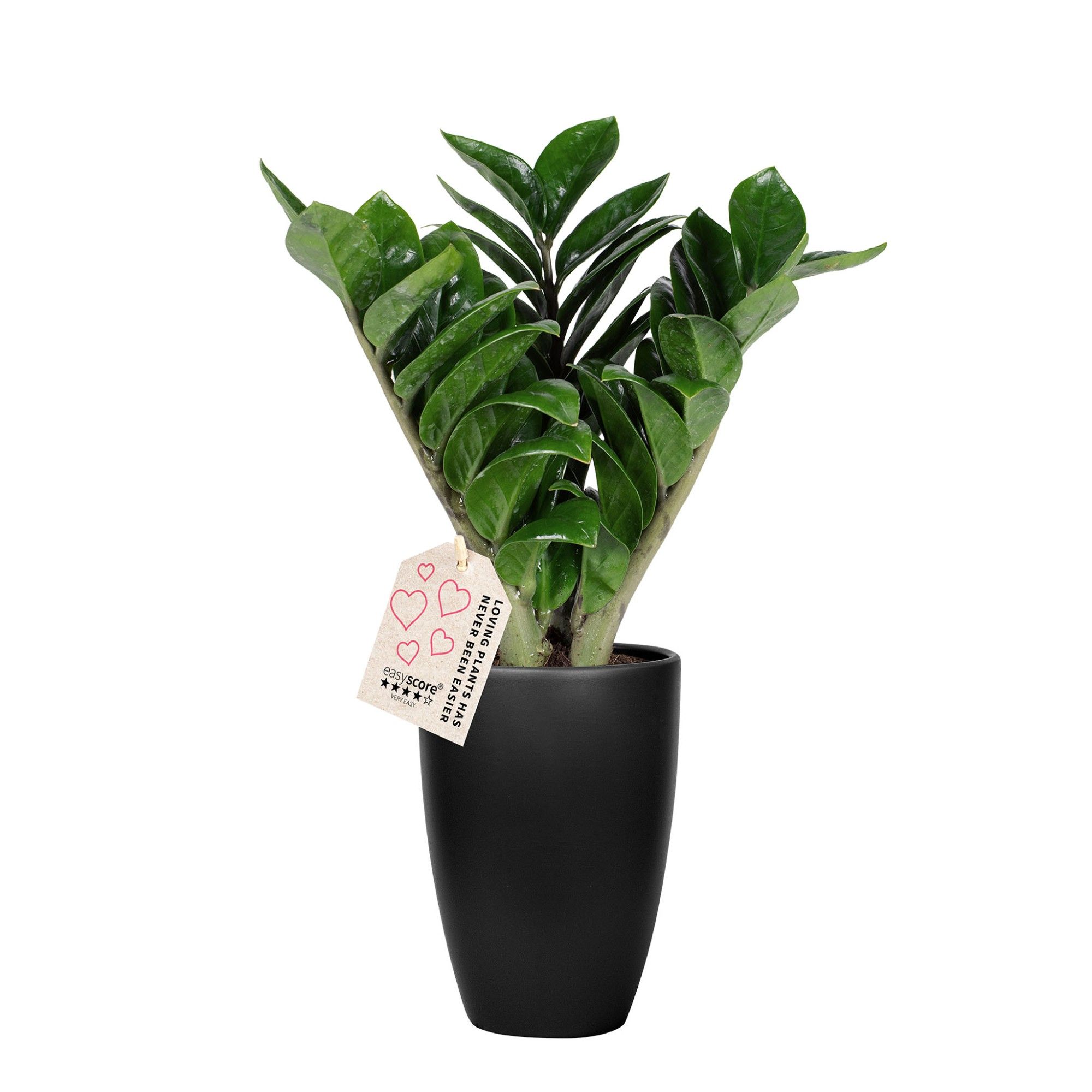 Classic Black, Zamioculcas ´Zenzi´, D 12