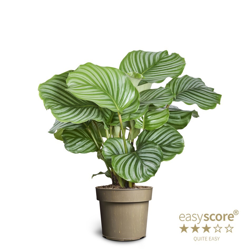 CALATHEA ORBIFOLIA, D 17 cm