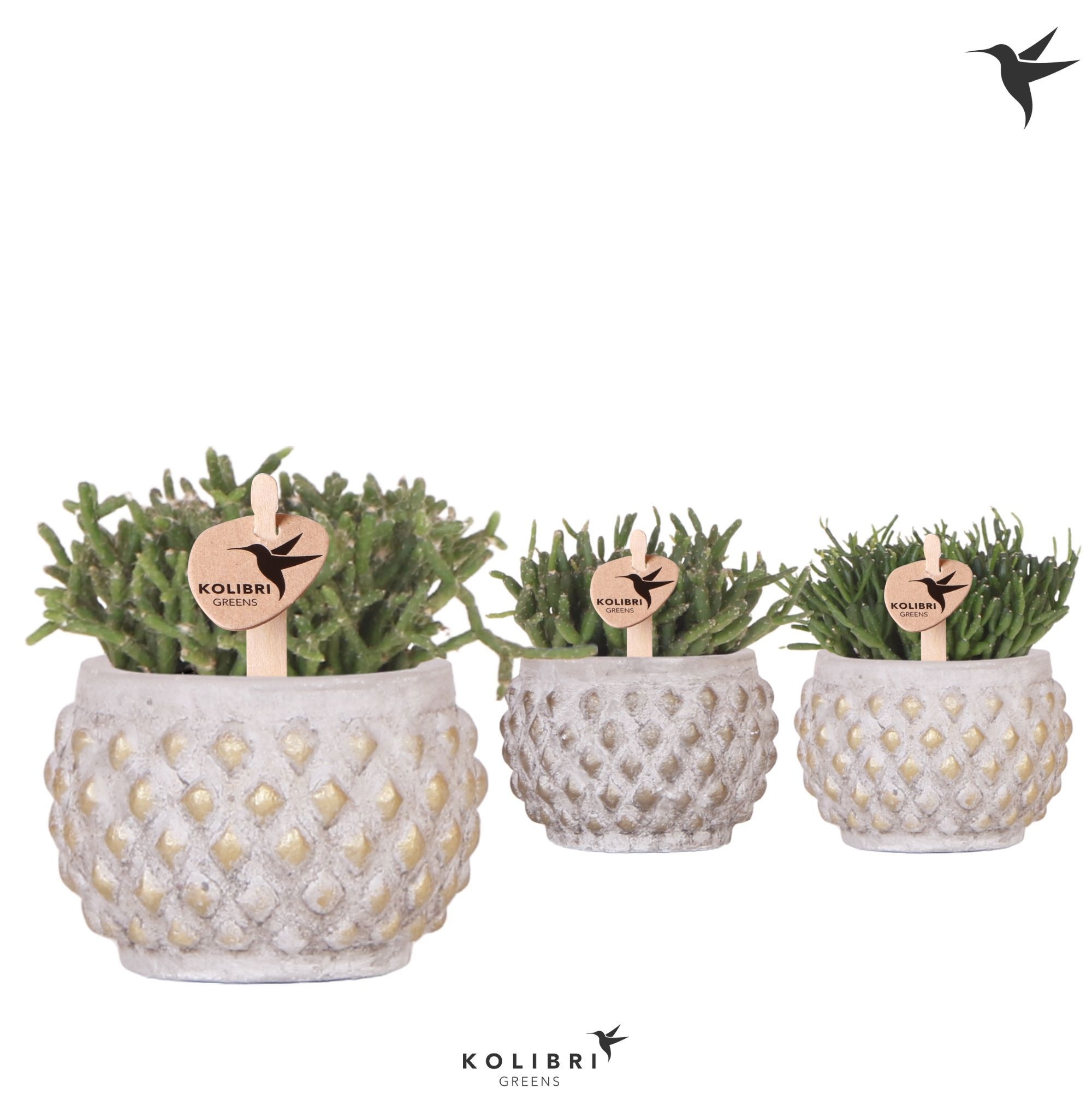 Kolibri Greens Rhipsalis mix in Marrakesh pot gold copper mix, D 6