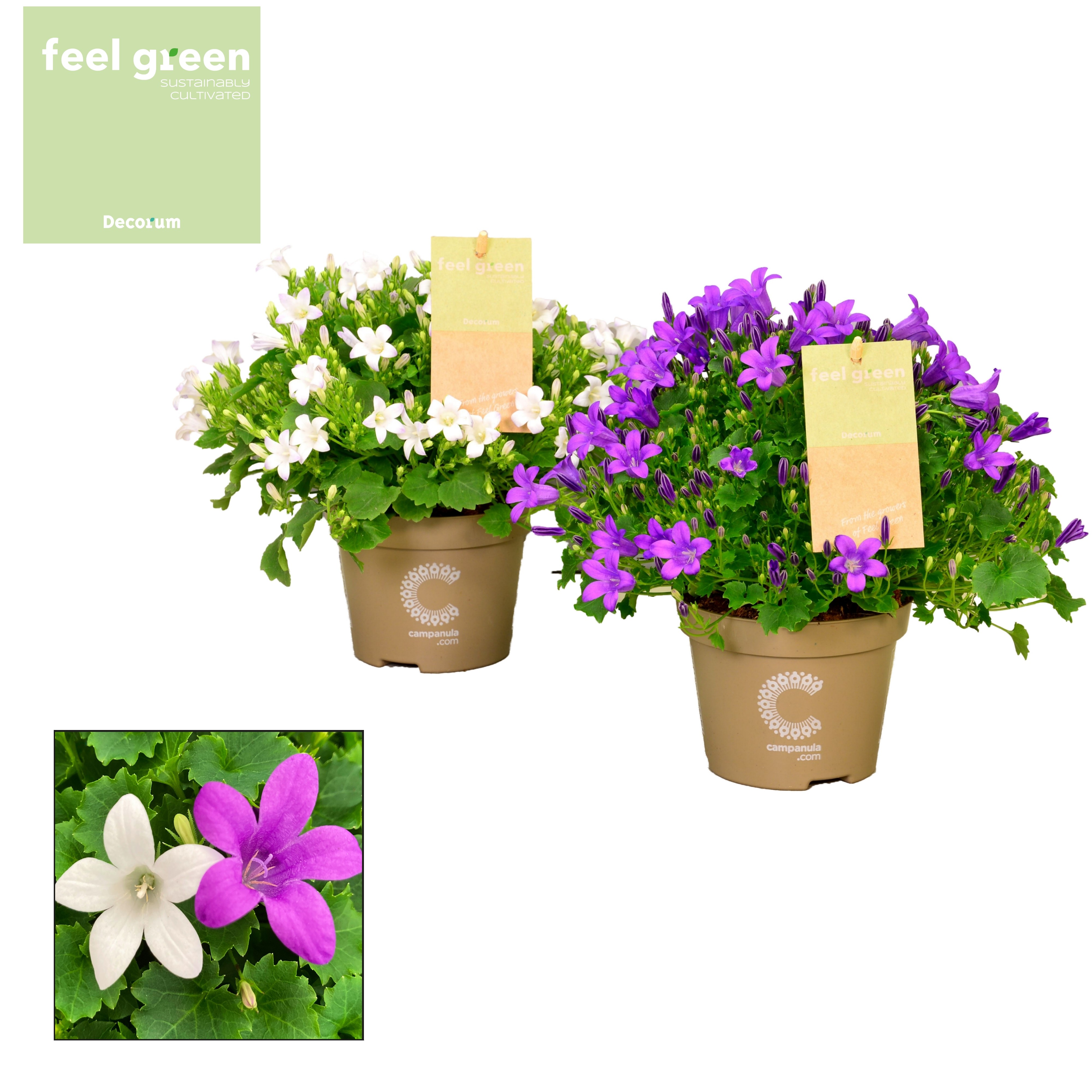 Campanula Porto Mix FEEL GREEN, D 11