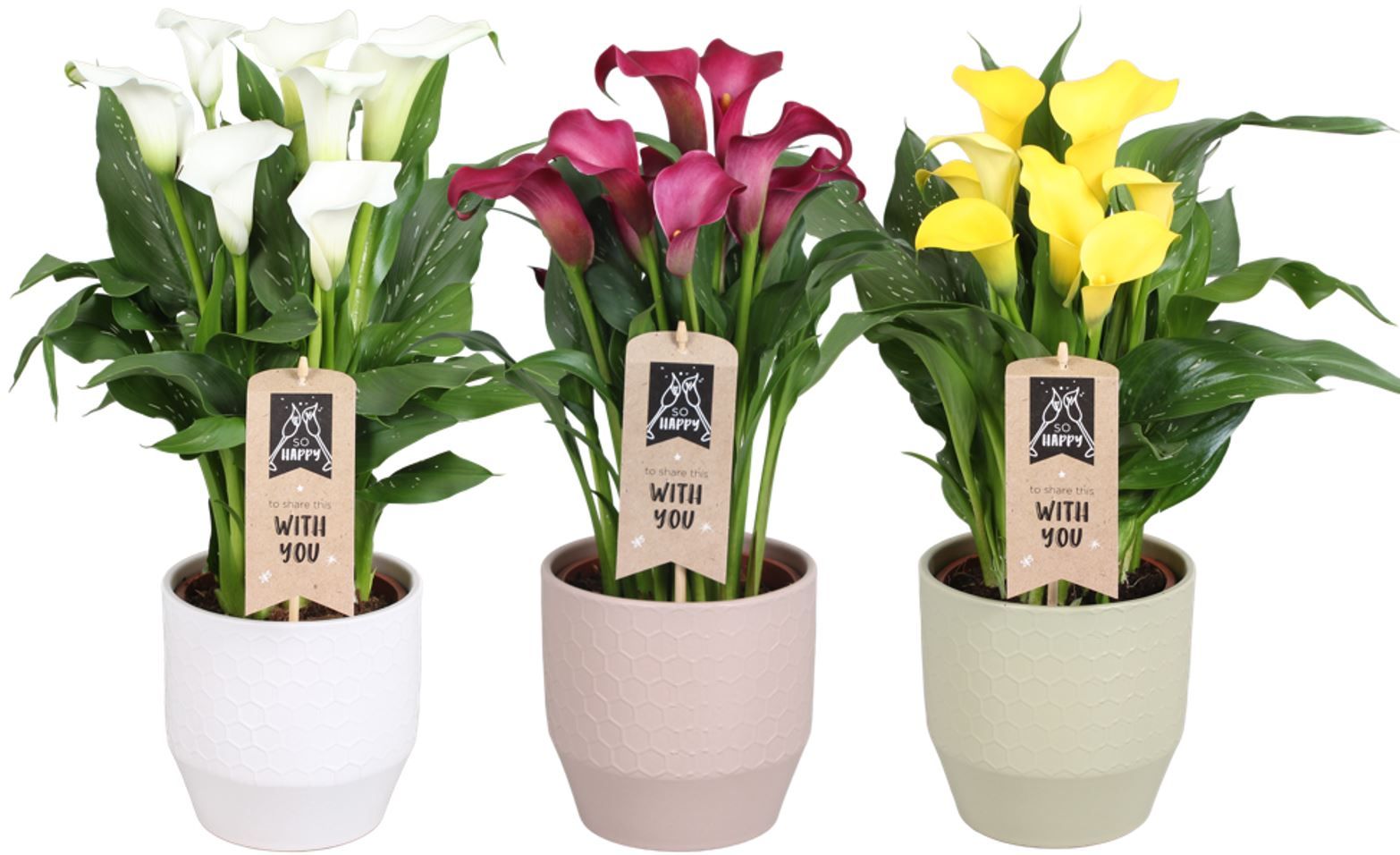 Zantedeschia gemengd Calla mix in Jady keramiek, D 15