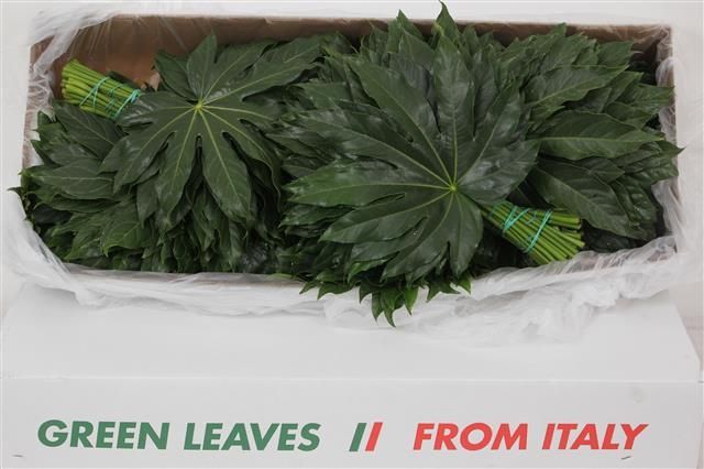 Аралия Японика (лист) 50, шт.