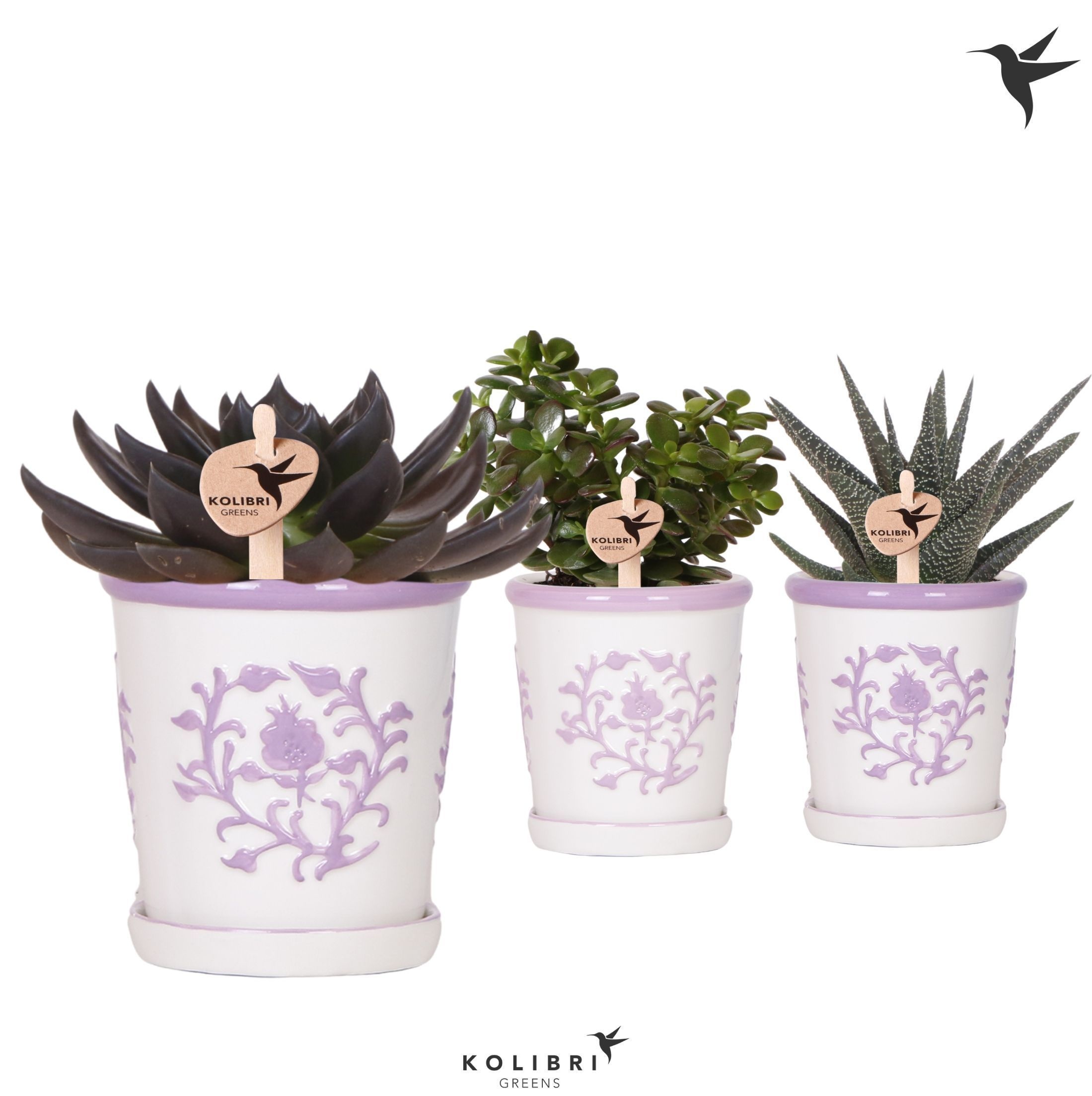 Kolibri Greens Succulenten mix in Malaga pot lila mix, D 9